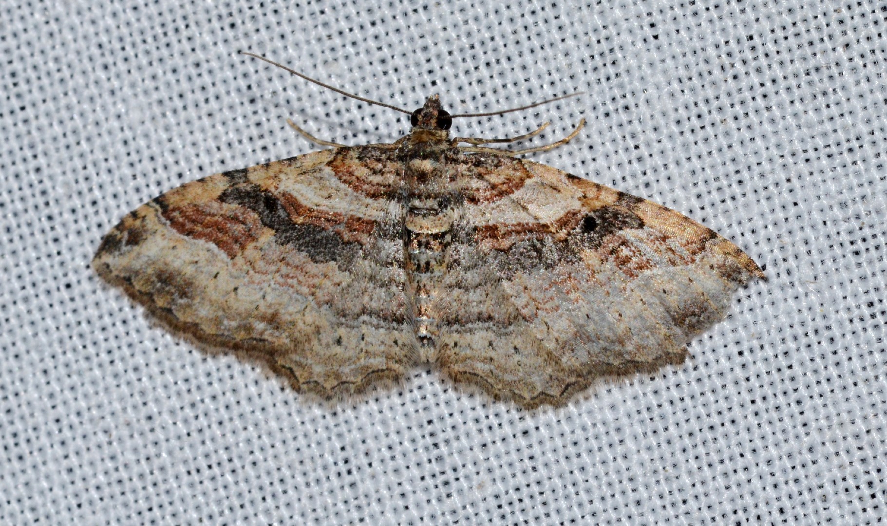 Bent-line carpet moth