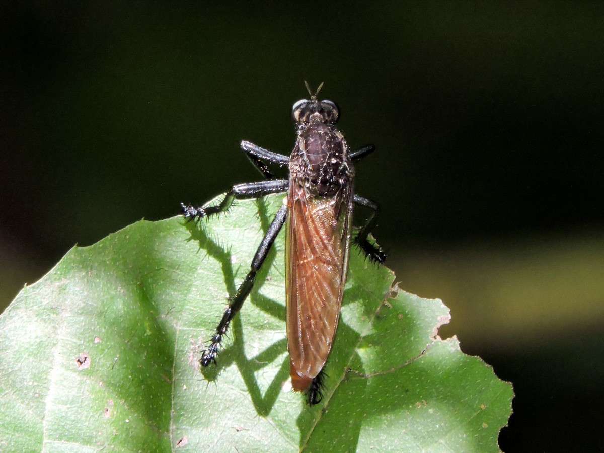 Archilestris (Archilestris)