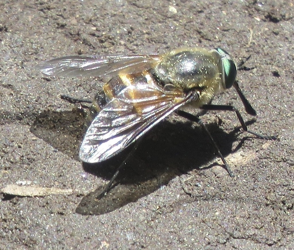 Stonemyia (Stonemyia)