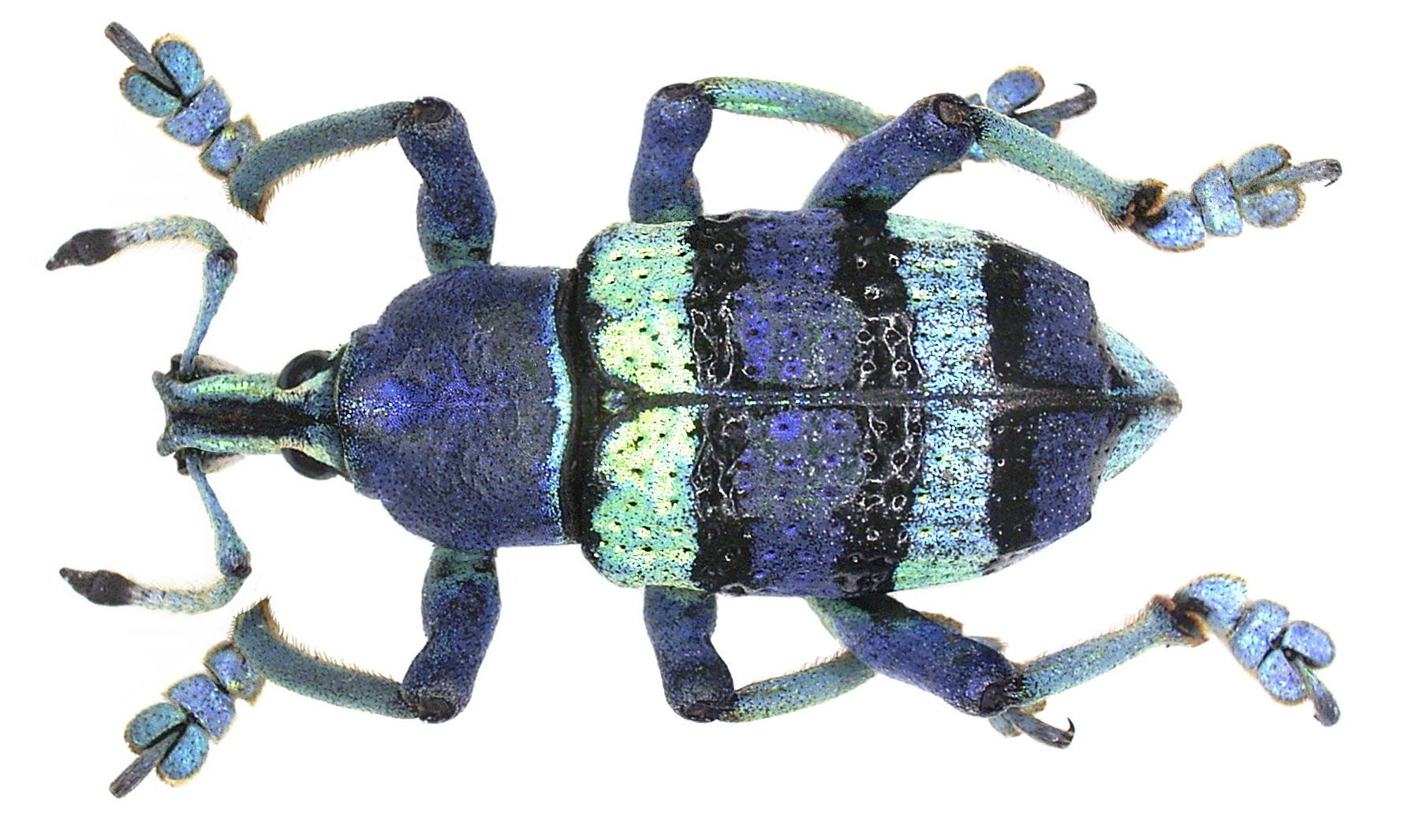 Eupholus (Eupholus)