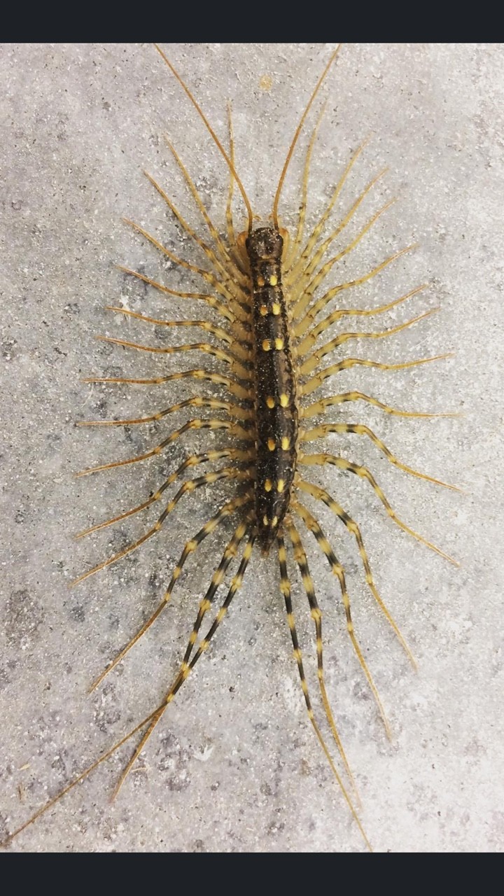 house centipede dangerous