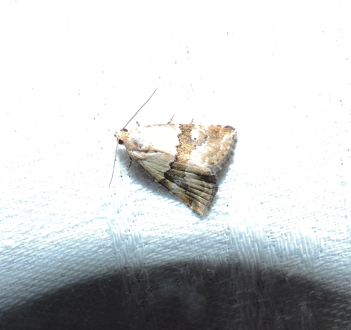 Maliattha (Maliattha)