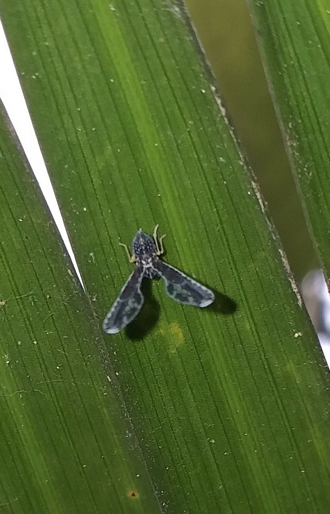 Proutista (Proutista)