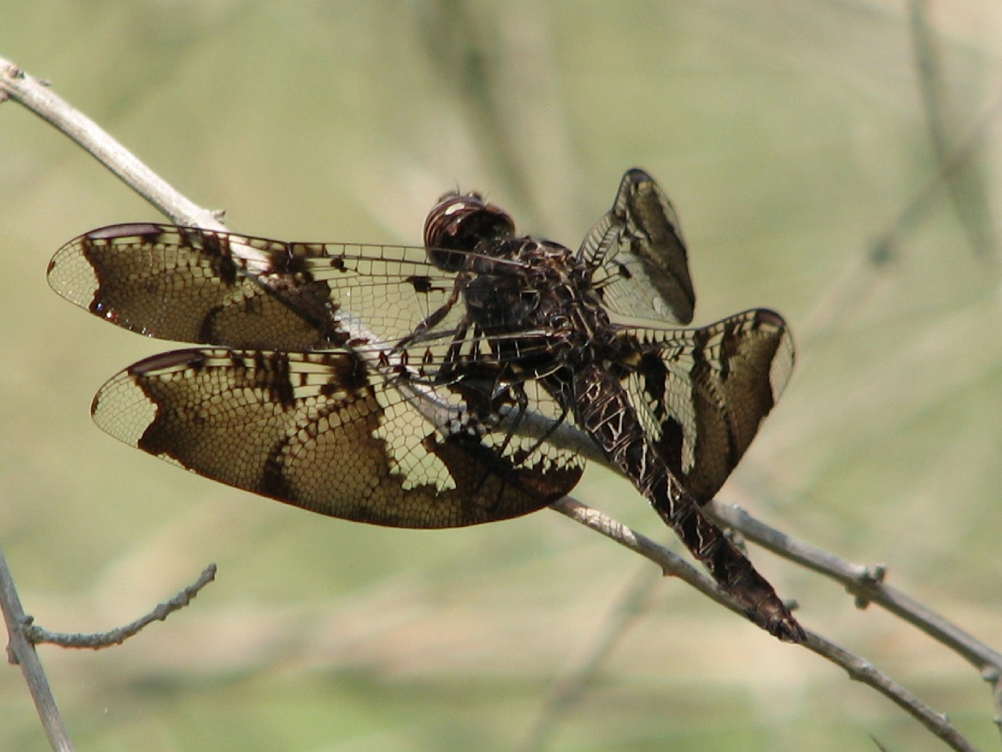 Libélulas rayadoras (Pseudoleon)