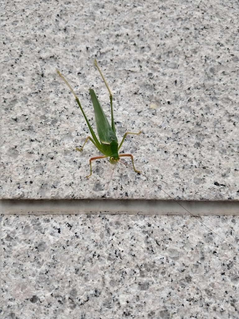 華綠螽屬 (Sinochlora)