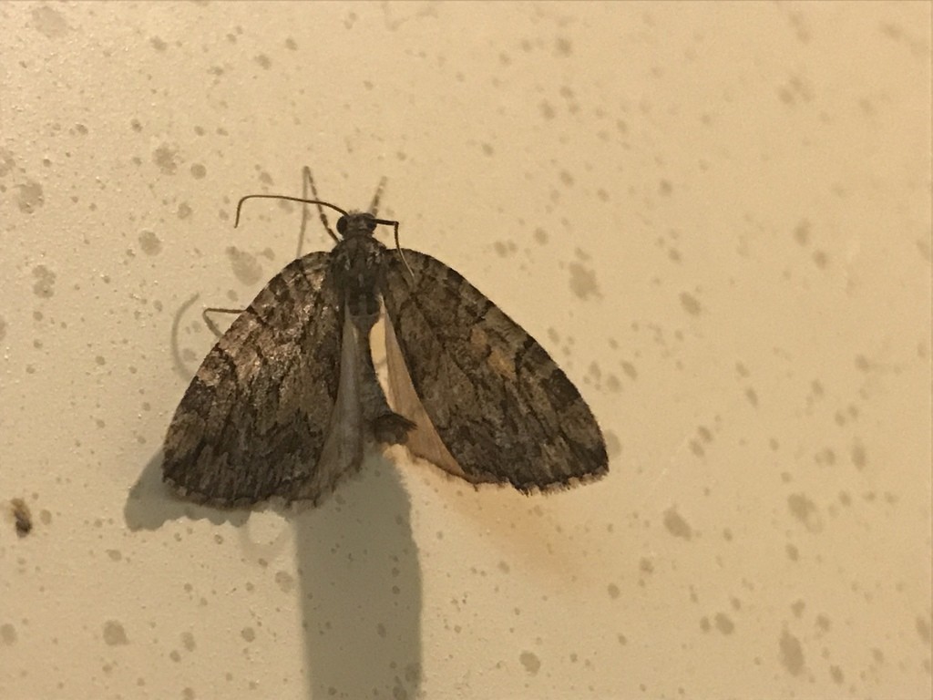 Hydriomena (Hydriomena)