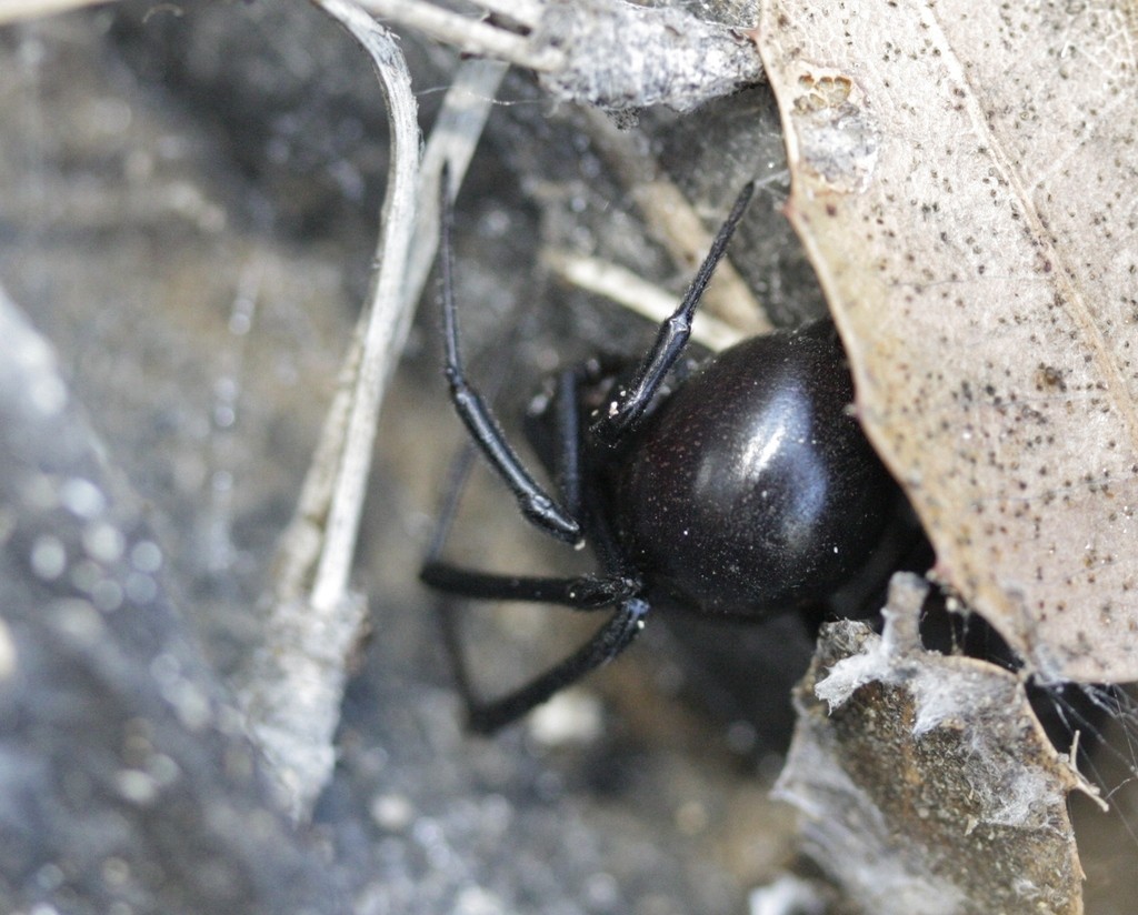 Latrodectus hesperus (Latrodectus hesperus) - Picture Insect