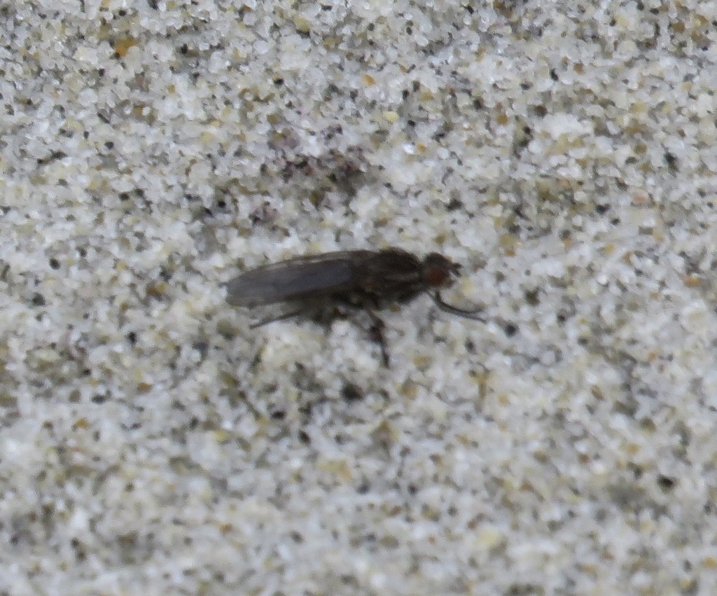 Seaweed flies (Fucellia)