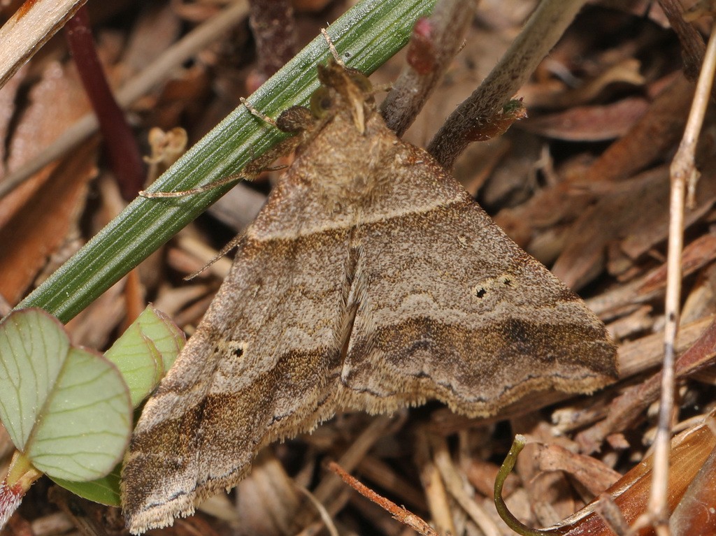 Phalaenophana (Phalaenophana)