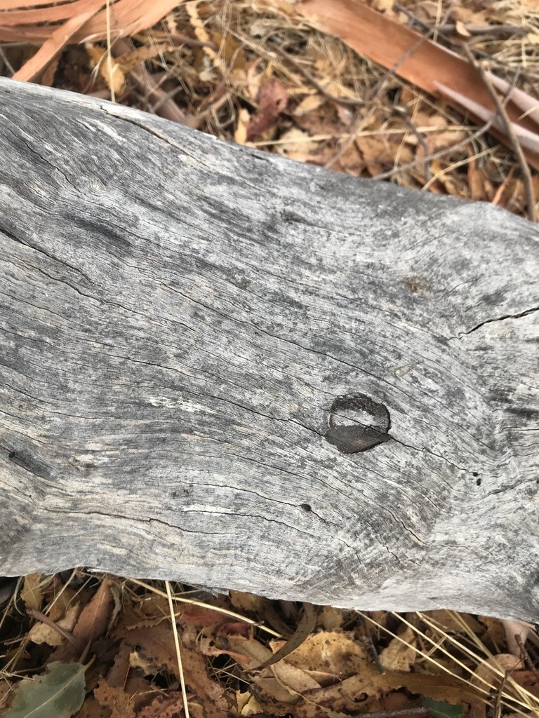 Tiger flies (Coenosia)