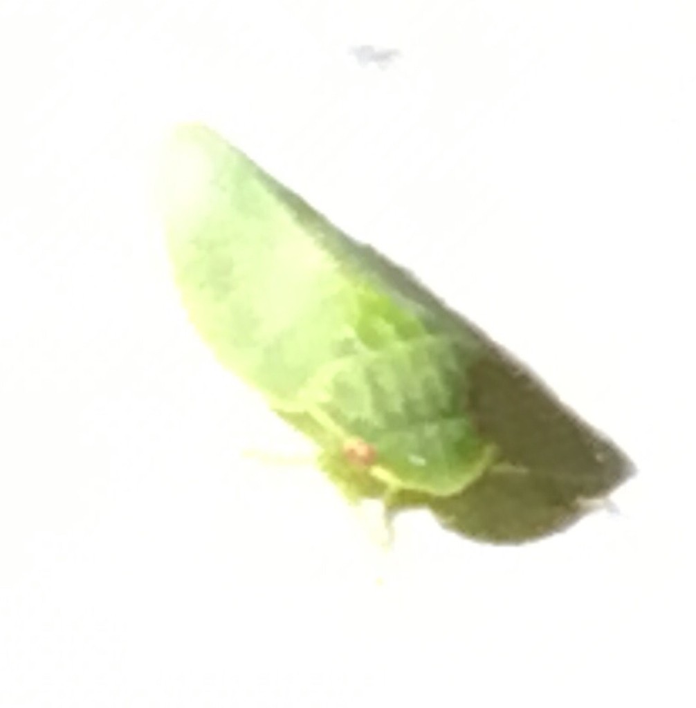 Cicadelles (Cicadellidae)