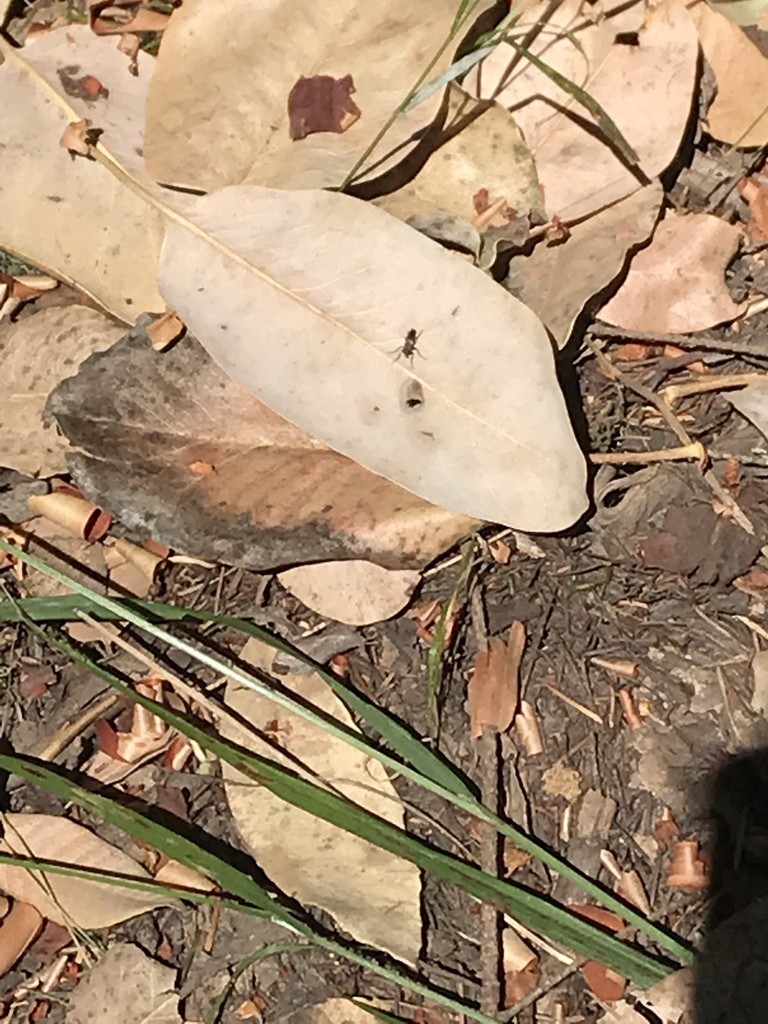 Coleomyia (Coleomyia)