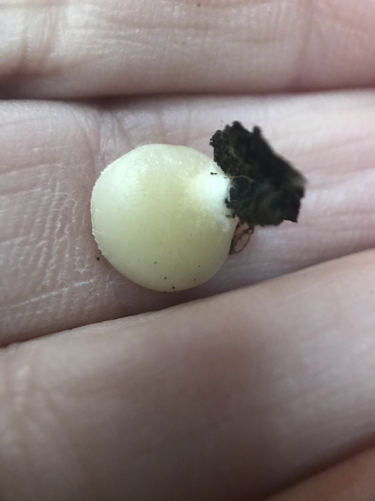 Crepidotus (Crepidotus)