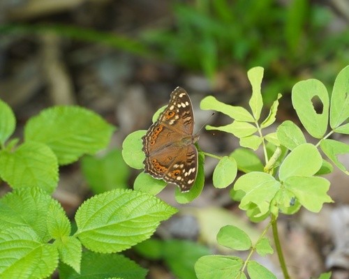 Northern argus