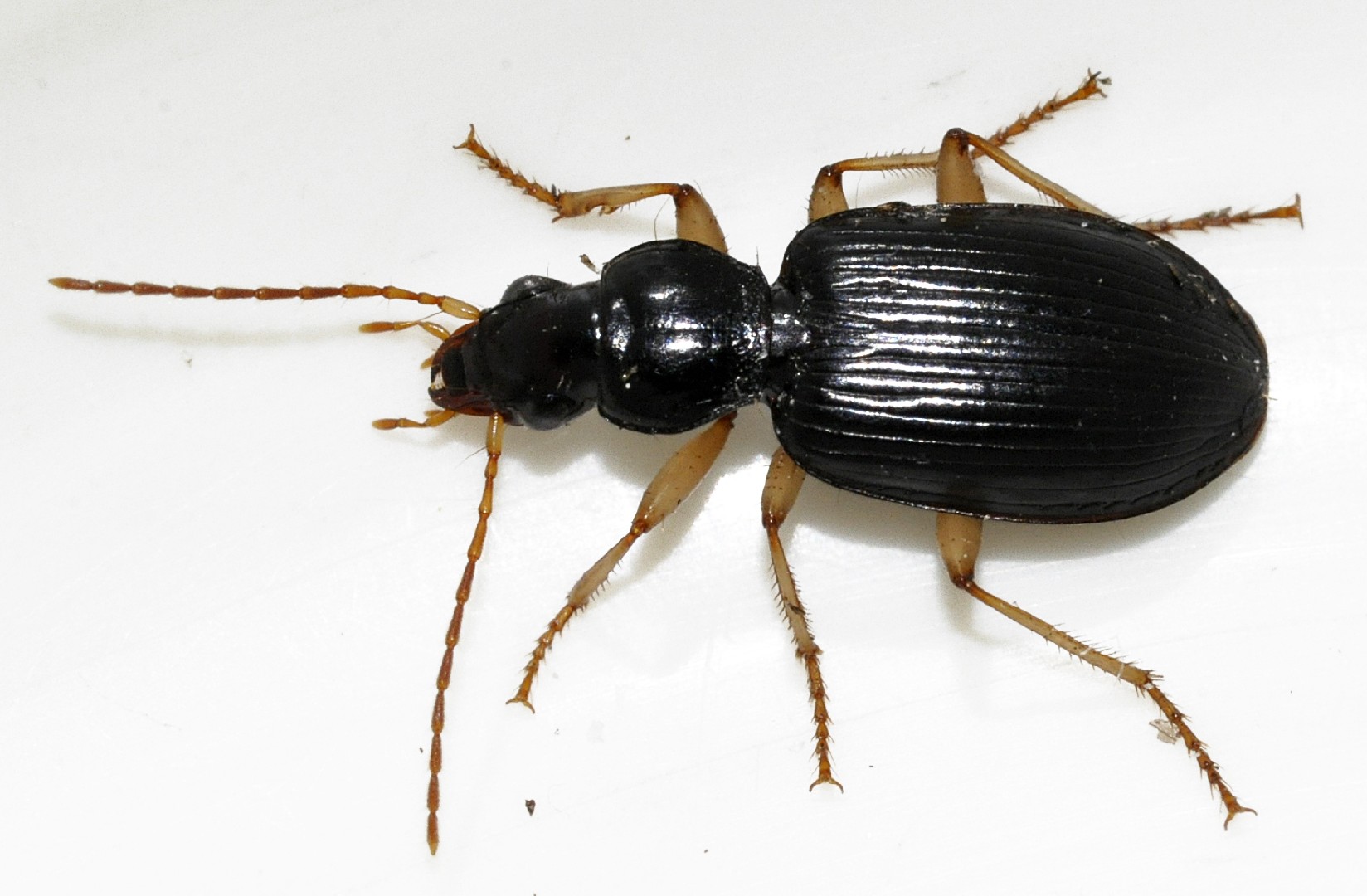 White-legged harp ground beetle