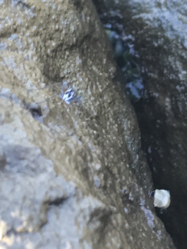 ハマベバエ (Coelopidae)