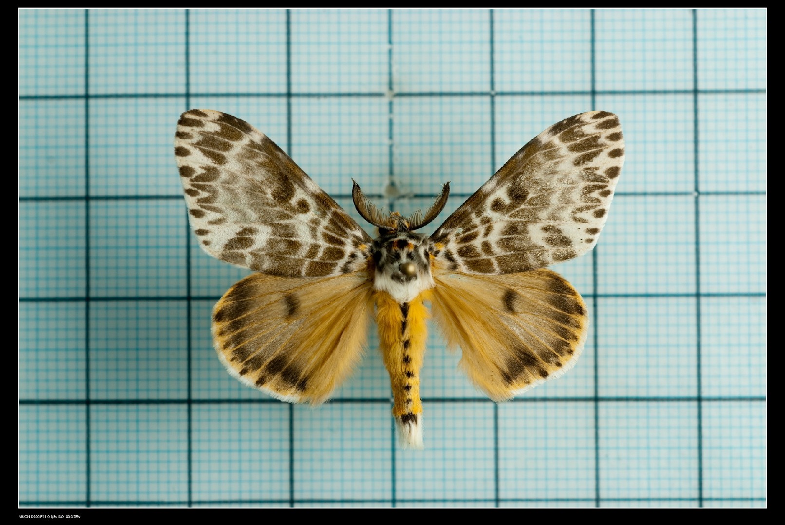 Insectos Vida Polilla Gitana Por Qué Se Cuelan Las Polillas En La