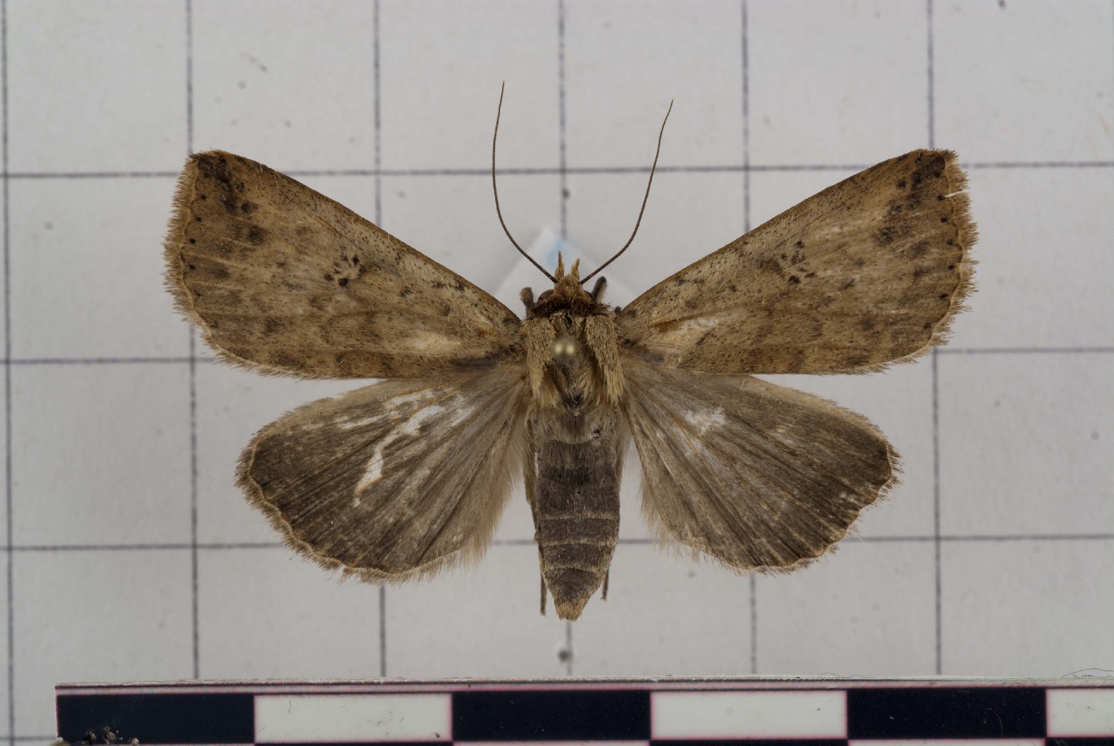 Xylostola (Xylostola)