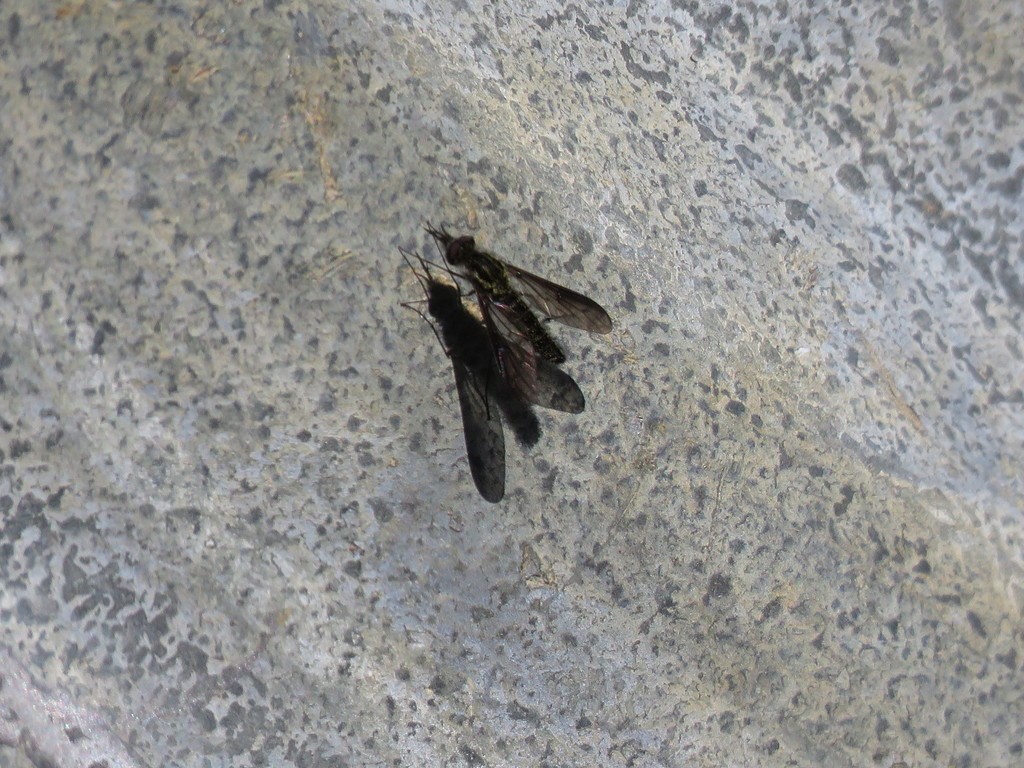 Thevenetimyia (Thevenetimyia)