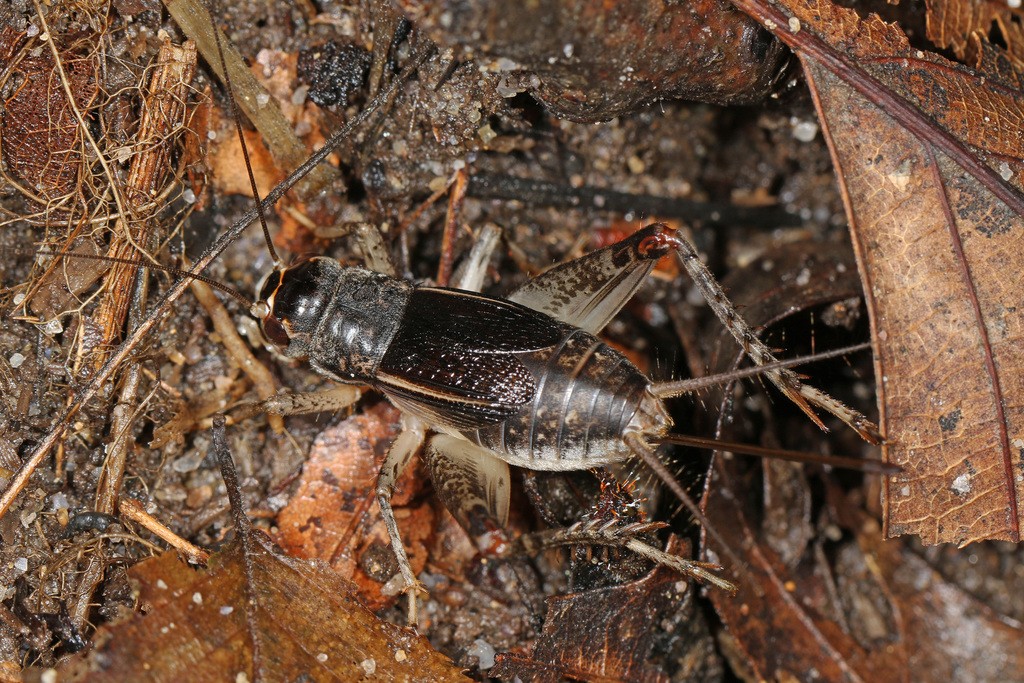 Grillo excavador japonés (Velarifictorus micado) - Picture Insect