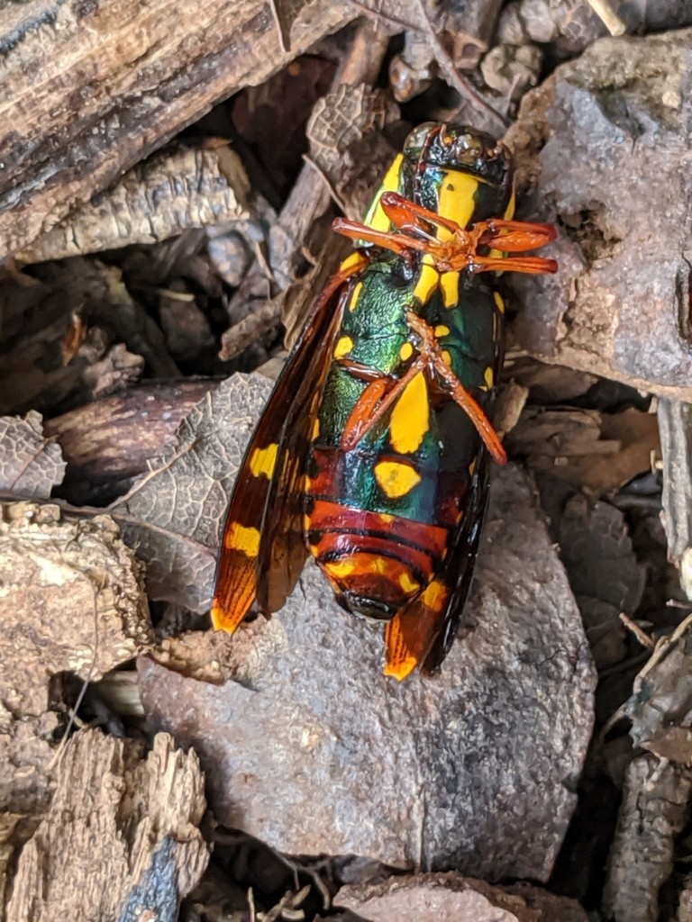 Buprestis rufipes (Buprestis rufipes) - Picture Insect