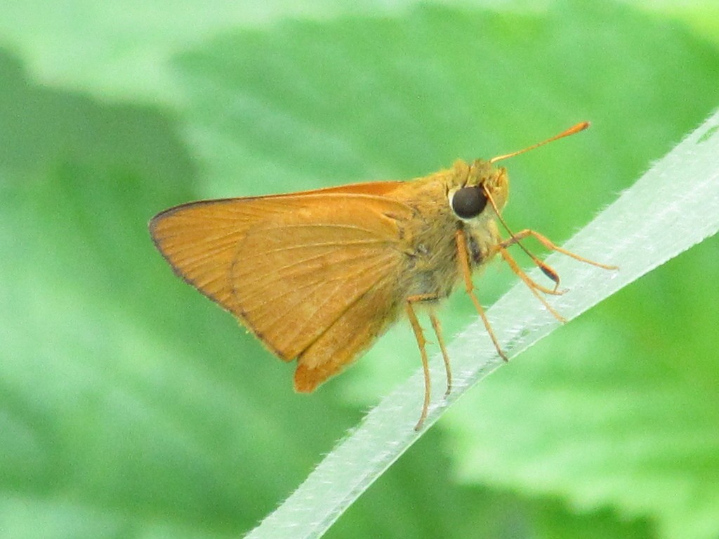 Esperidi (Hesperiidae)