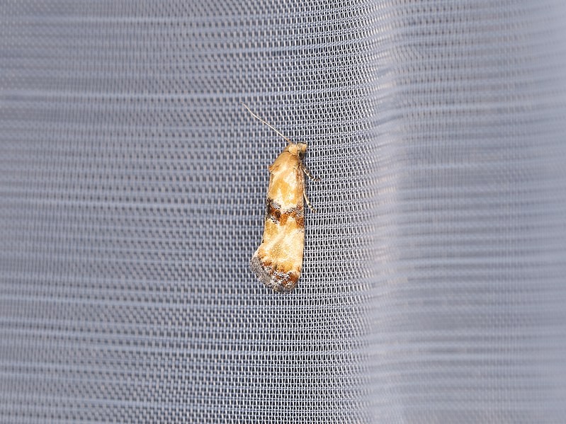 Eupoecilia (Eupoecilia)