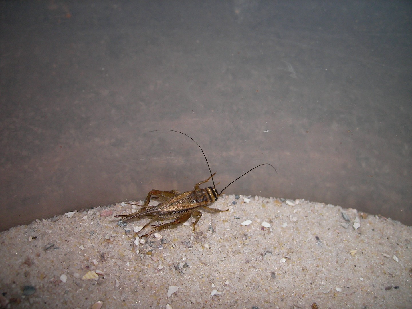 Сверчок домовый (Acheta domesticus) - Picture Insect