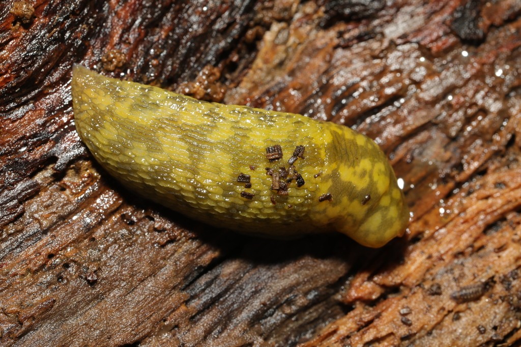 Limacus maculatus (Limacus maculatus) Picture Insect