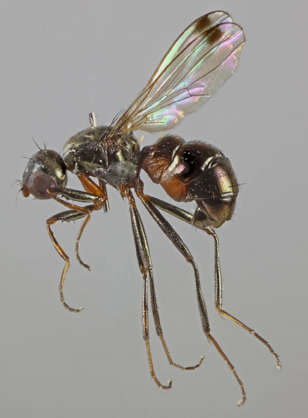 Ant-mimic fly (Sepsis)