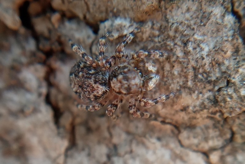 Marma nigritarsis