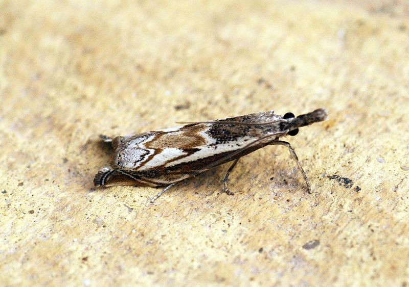 Platytes (Platytes)