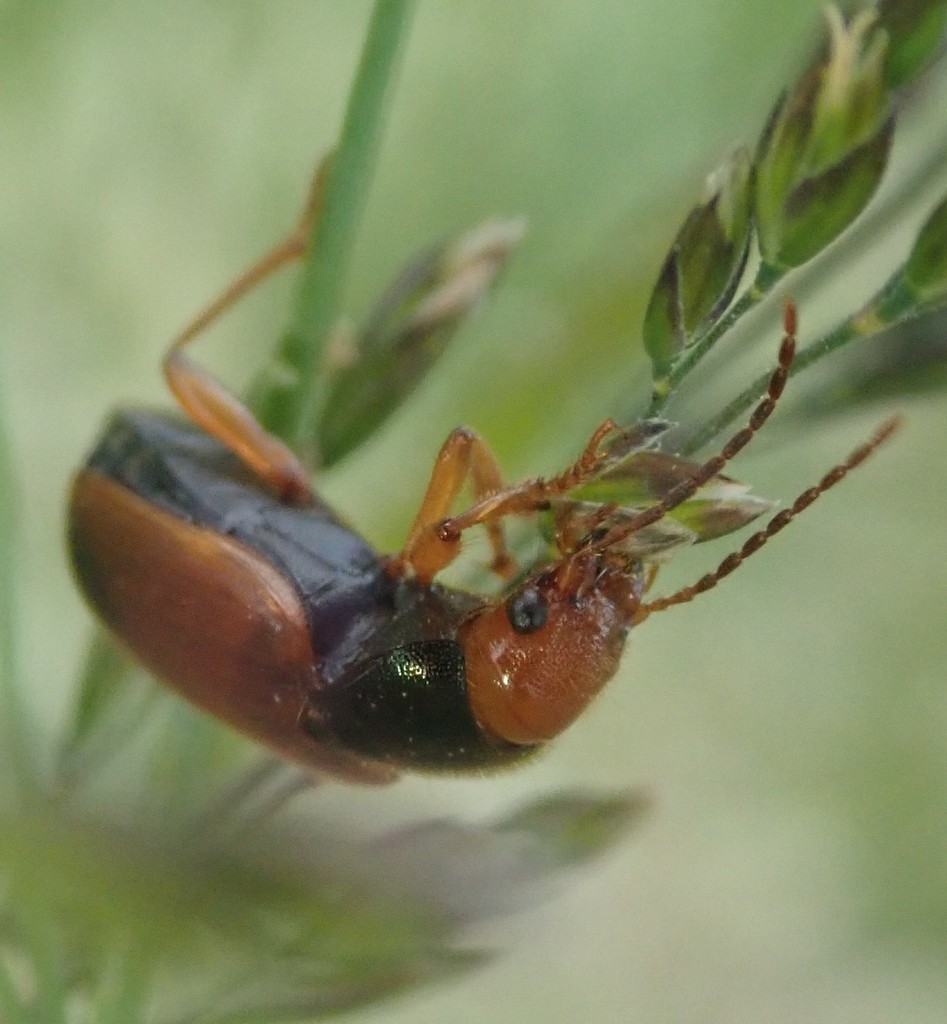 Diachromus (Diachromus)