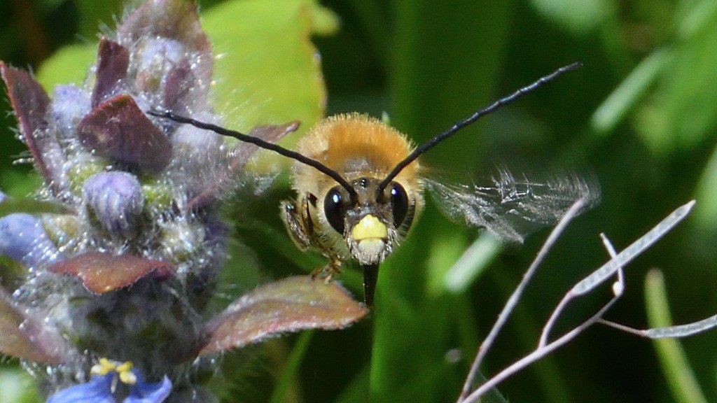 Eucera (Eucera)