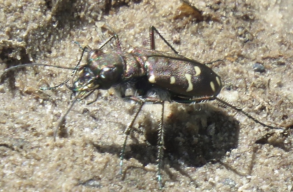 Western Tiger Beetle