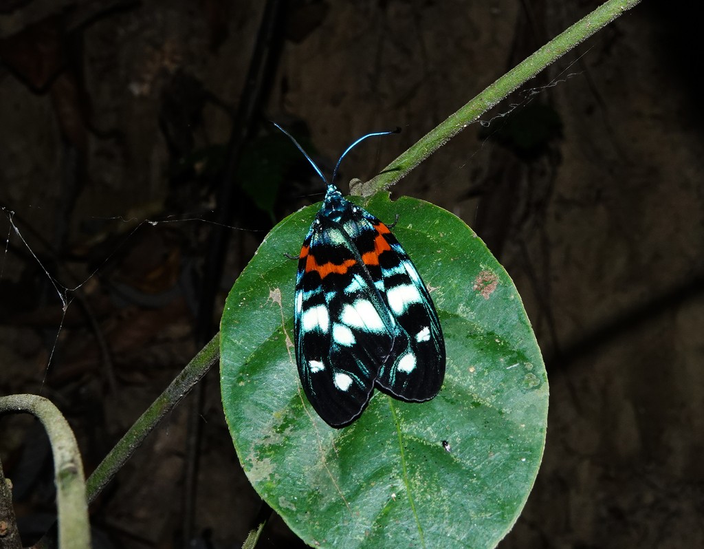 Erasmia (Erasmia)