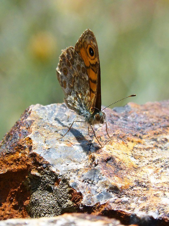 Wall brown