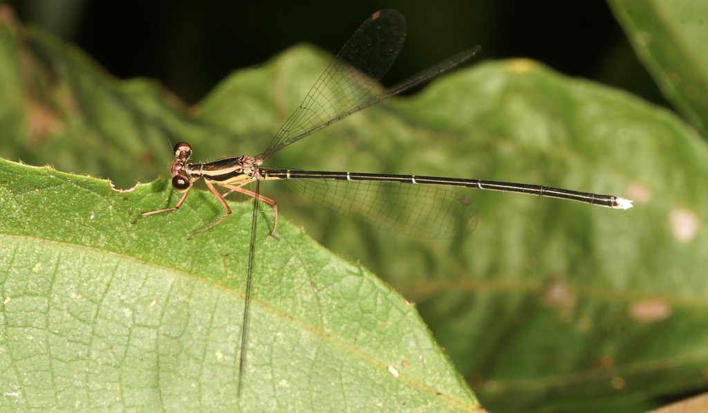 Pseudocopera (Pseudocopera)