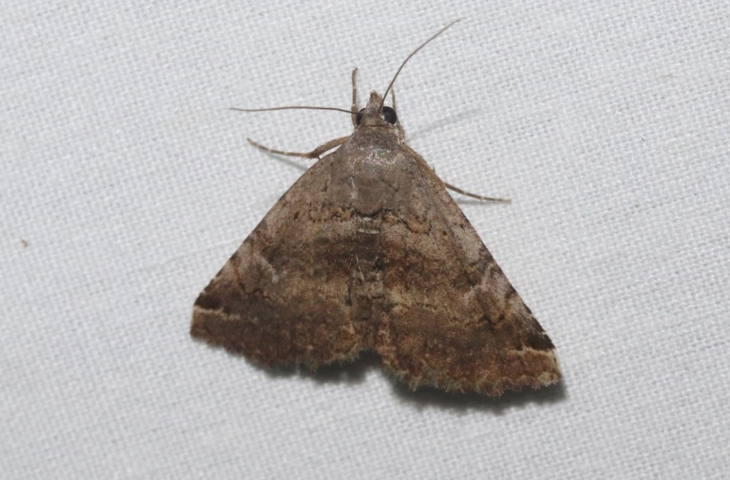 Toxonprucha (Toxonprucha)