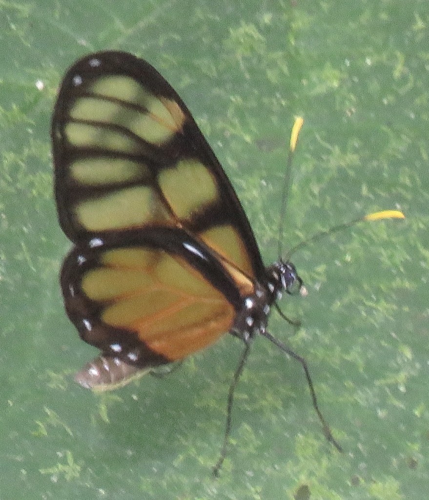 Dircenna dero (Dircenna dero) - Picture Insect