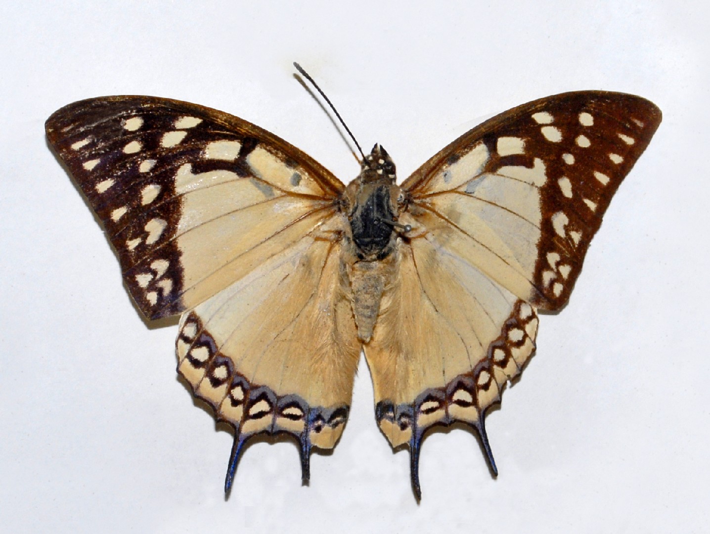 フタオチョウ (Polyura eudamippus) - Picture Insect