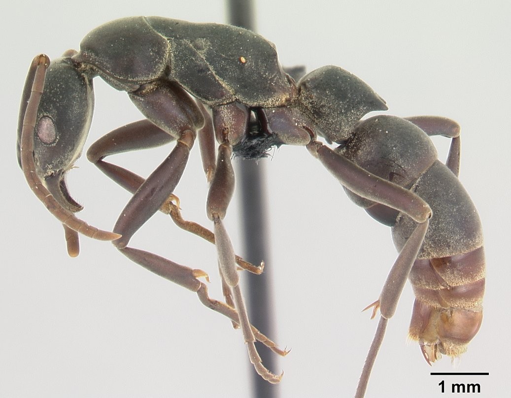 Platythyrea (Platythyrea)