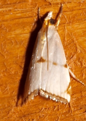 Milky urola moth