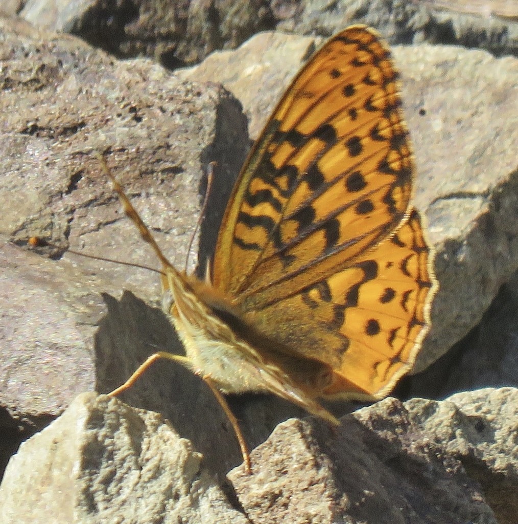 Coronis fritillary