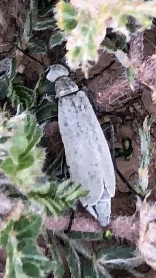 Epicauta fabricii (Epicauta fabricii) Picture Insect