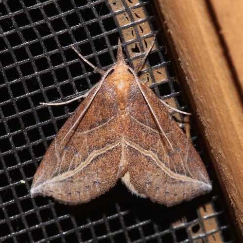 Phyprosopus (Phyprosopus)