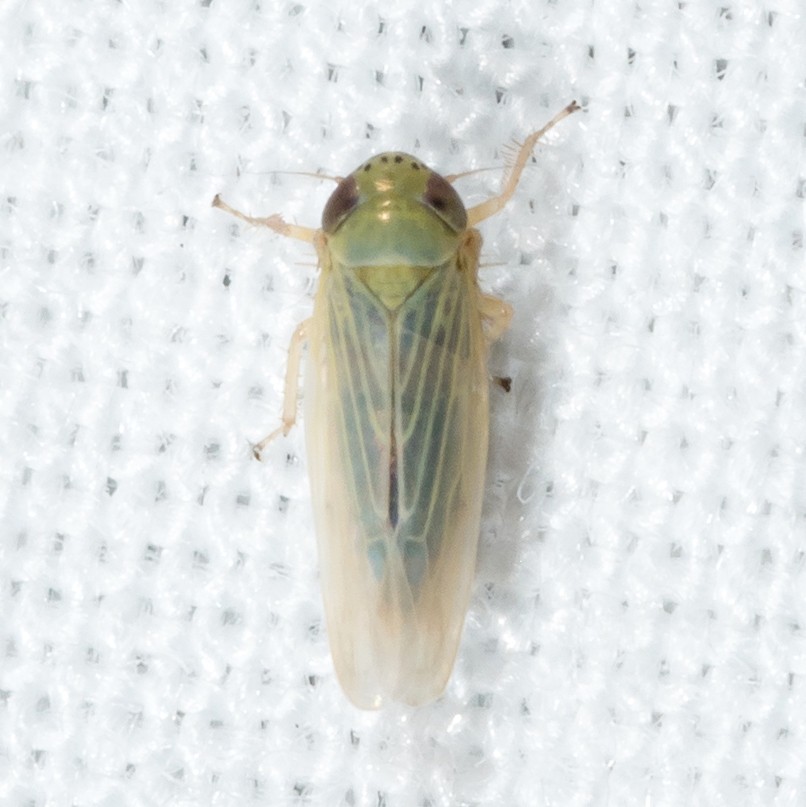 Graminella (Graminella)