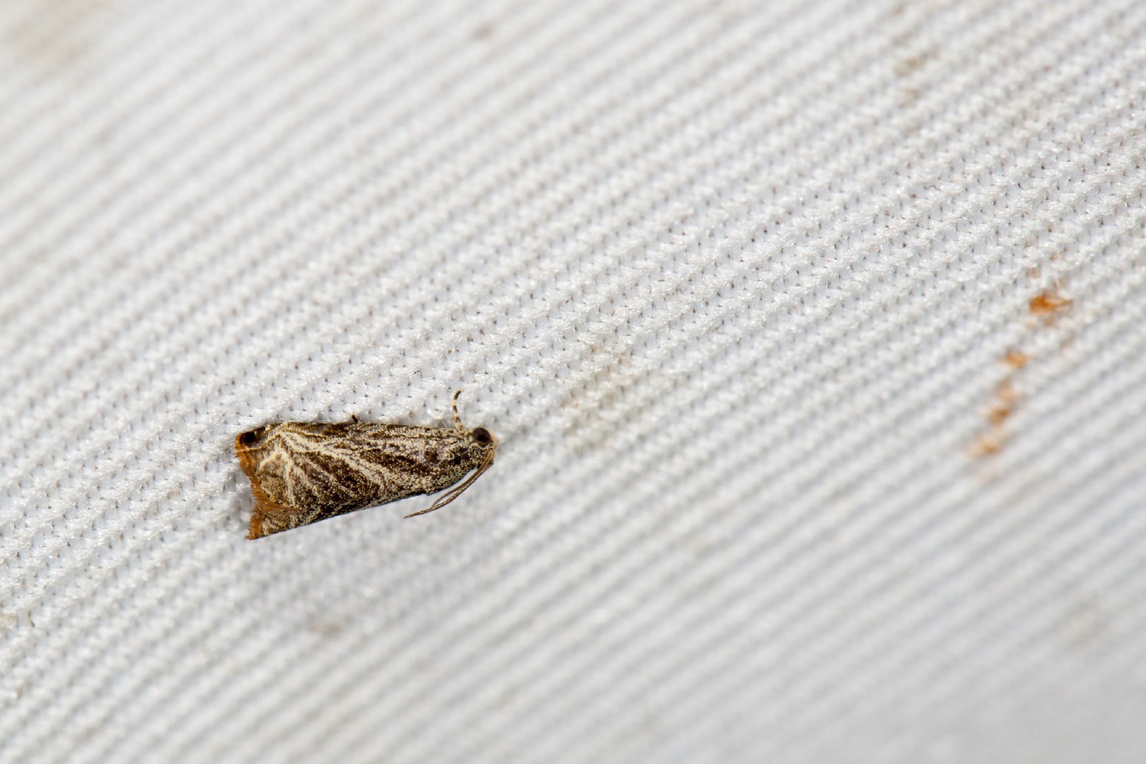 Dactylioglypha (Dactylioglypha)