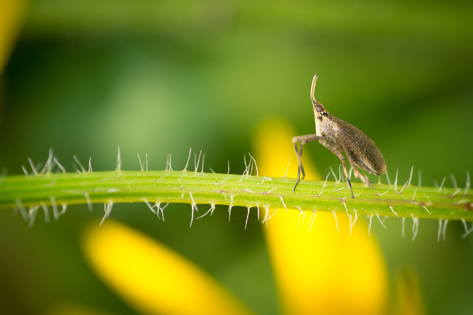 Scolops (Scolops)