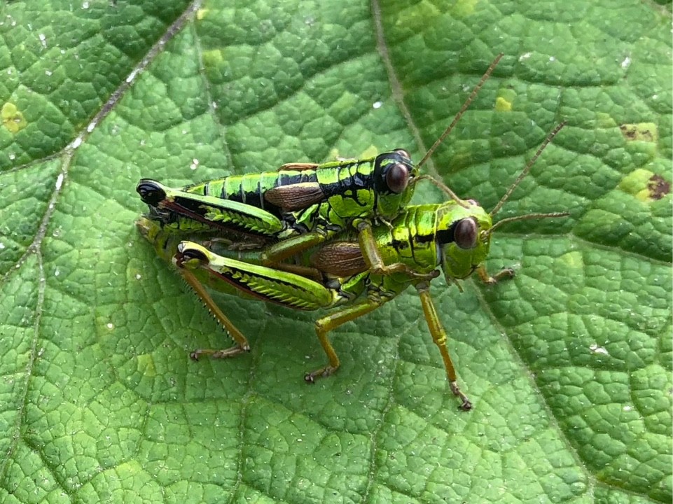 Booneacris (Booneacris)